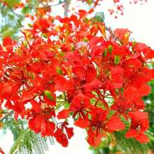 Bonsai Flamboyant Flame Tree Seeds For Cultivation 20 Seeds Delonix Regia, Estimated Blooming Tropical Bonsai Tree Seeds - 1 - 查看 3