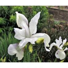 20 MIXED SIBERIAN IRIS Sibirica Iris Bicolor Blue Red White Purple Siberian Flagflower Seeds - 變體1 - 查看 4