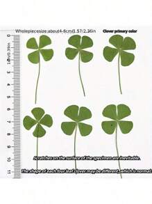 Lucky Four-Leaf Clover Postcard - Natural Transparent Wishing Card, Ideal Choice For Bookmark And Decoration, Perfect Holiday Gift, Genuine Wild Four-Leaf Clover, Natural Dried Grass, Distinctive Four-Leaf Clover Shapes