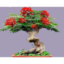 Bonsai Flamboyant Flame Tree Seeds For Cultivation 20 Seeds Delonix Regia, Estimated Blooming Tropical Bonsai Tree Seeds - 1 - 查看 2