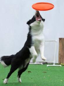 1/5 件 Dog-O-Soar 飞盘宠物飞盘咀嚼玩具，颜色随机 - 彩色 - 查看 2