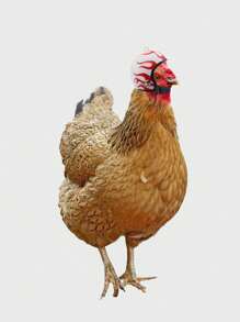 1pc Pet Chicken Helmet, Safety Cap To Protect Chicken Head From Injury - Integrated - View 3