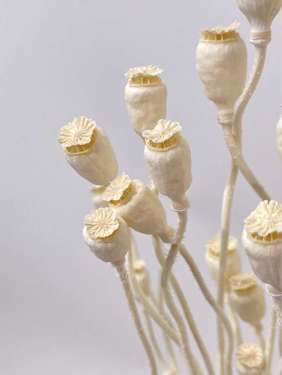 10/20pcs White & Brown Dried Plants, Dried Flowers, Abstract Floral Bouquet Decor, Vase Decor, Wedding Decoration, DIY