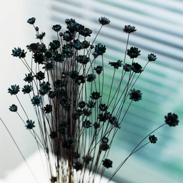 30/60/100/200 Stück, Stiele Natürliche Trockenblumen, Brasilianische kleine Sternmargerite dekorative getrocknete Blumen, Mini Gänseblümchen-Kamille-Bouquet für Hochzeitsblumenarrangements Heimdekoration Valentinstag Geschenke, Herbstdekoration