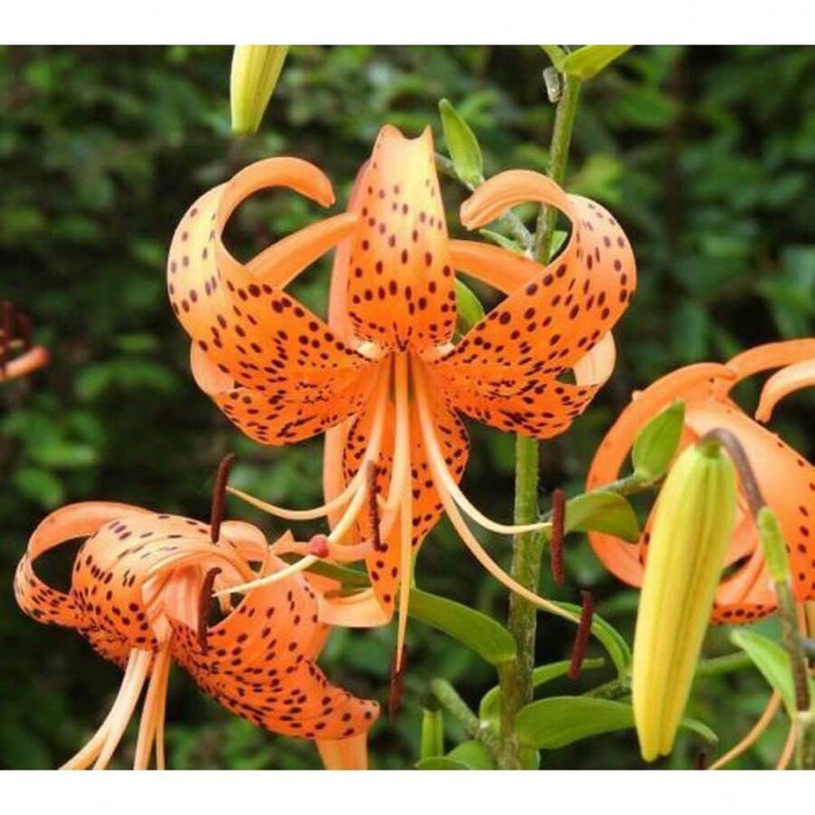 Tiger Lily Seeds Potted Lily Flower 100 Seeds - 變體1 - 查看 1
