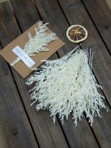 50/100/300 件天然保鲜满天星干花 - 优雅永恒的满天星，适合家庭、办公室、婚礼、圣诞节、万圣节派对、DIY 工艺品，免维护，适合 14 岁及以上人群