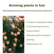 Raised Garden Bed, Tomato Planter With Trellis, Tomato Cages For Climbing Vegetables Plant, Self Watering Tomato Support Box For Garden Pots, Use For Patios Greenhouse Indoor Outdoor - 4層 - 查看 4