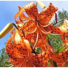 Tiger Lily Seeds Potted Lily Flower 100 Seeds - 變體1 - 查看 5