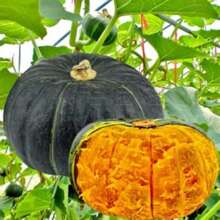 10 Seeds Sweet Japanese Pumpkin Seed - Variant1 - View 3