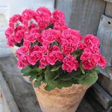 1/2/4pcs Artificial Shrubs Geraniums - Realistic Pink Flowers With Green Foliage For Indoor & Outdoor Decor, Perfect For Garden, Porch, Patio, Window Box, And Hanging Planter, Garden Decor , Maintenancefree Plants, Artificial Outdoor Flowers Shrubs