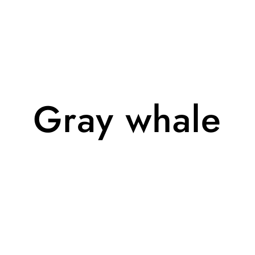 Gray whale