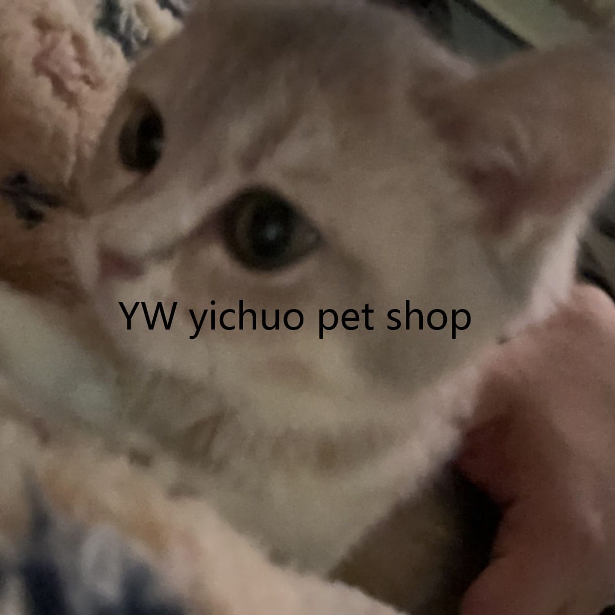 YWyichuo pet shop