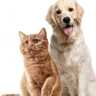 Pet Pals Playground