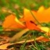 Fallen Leaves