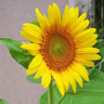 sunflower0302