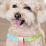Touchdog pet products