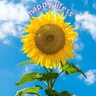 happy lifess
