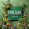 panchijiaplant