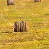 Slender wheat
