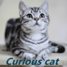 Curious cat