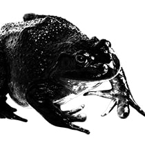 Bullfrog outdoor stove