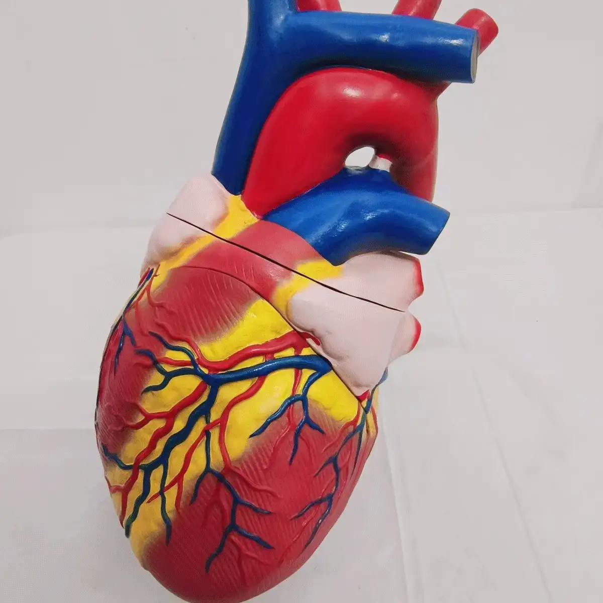 人体心脏模型，解剖结构精确，编号分两部分，真人大小，包含34个解剖结构，底座通过磁铁固定。 - colorful - 查看 2