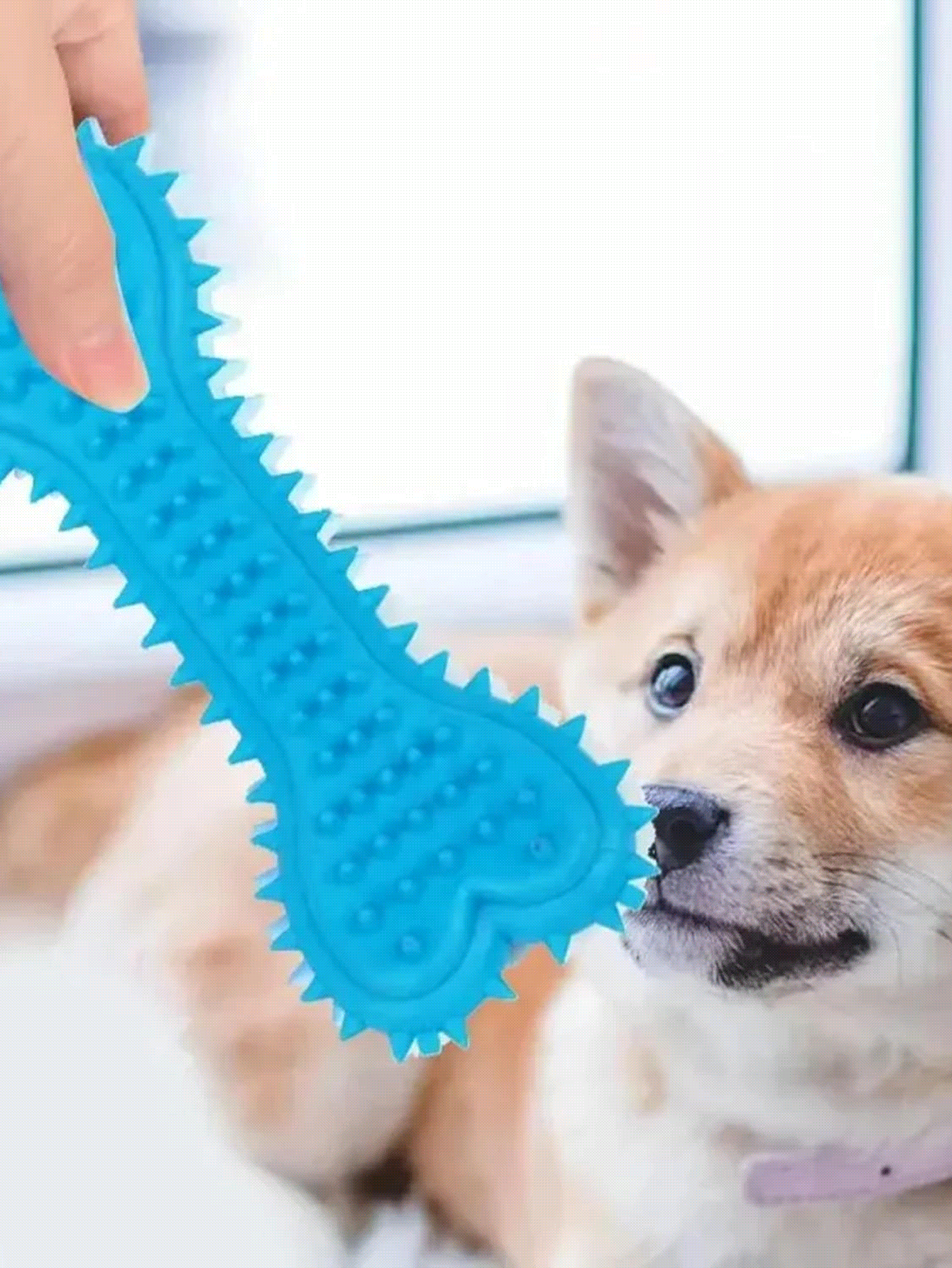 狗狗磨牙玩具，骨头形状狗狗磨牙玩具，橡胶牙刷棒磨牙玩具，适合训练和娱乐，小型犬的理想之选 - 彩色 - 查看 2