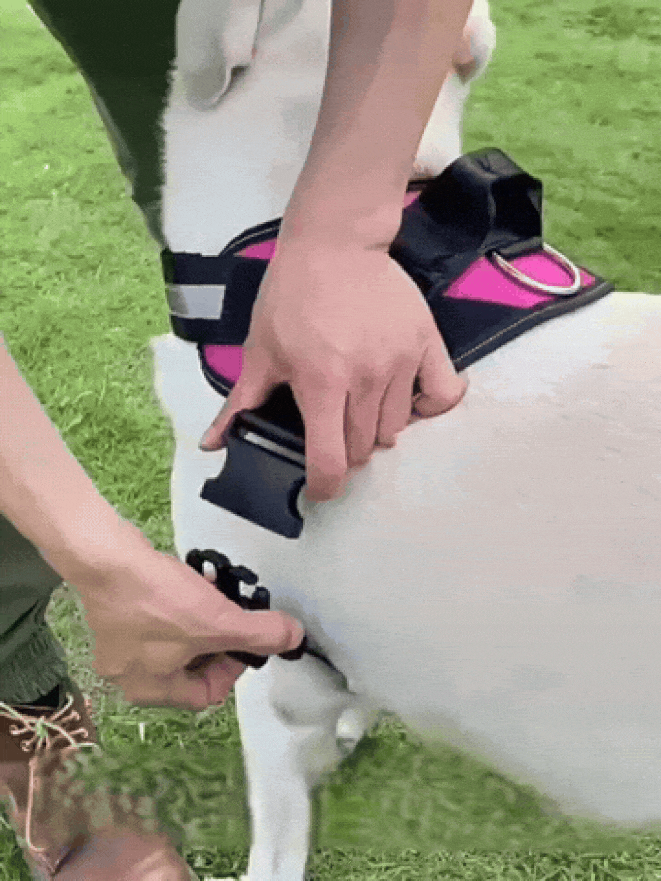 Reflekterande nylonsele i väststil, andningsbar och bekväm, lämplig för nattpromenader, justerbar, tvättbar, praktisk. Bekväm bröstsele för husdjur, hundsele, valpsele, oumbärlig för valpar. - Svart - Visa 2