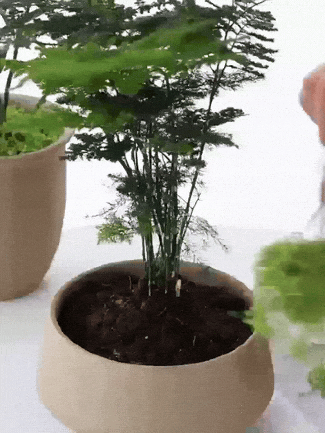 LAIMEI 耐用人造仿真苔藓草坪，适用于玻璃容器、花盆和花园景观，具有自然绿色苔藓质感，非常适合家居和花园装饰，室内外均可使用。 - 彩色 - 查看 2