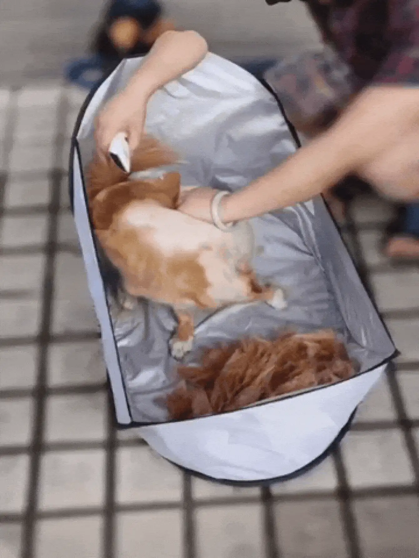 Pet Hair Collection Bag, Pet Grooming Cape To Prevent Pet Hair From Falling On The Ground, Household Dog/Cat Hair Collection Bag, Portable Pet Grooming Tent, Adjustable Pet Grooming Set, Simple Dog/Cat Hair Trimming Assist, Pet Supplies - Light Grey - View 3