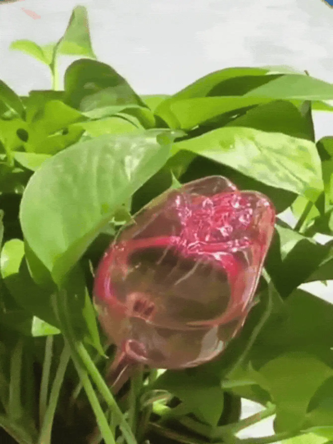 Pink Tulip Self-Watering Globe, Plastic Leakage Drip Irrigation Tool, Suitable For Indoor/Outdoor Potted Plants, Hanging Baskets, Gardening Tools, Lawn Care Accessories, Patio Irrigation, Perfect Gift For Gardening Enthusiasts, Extends Watering Time - Tulip - View 3