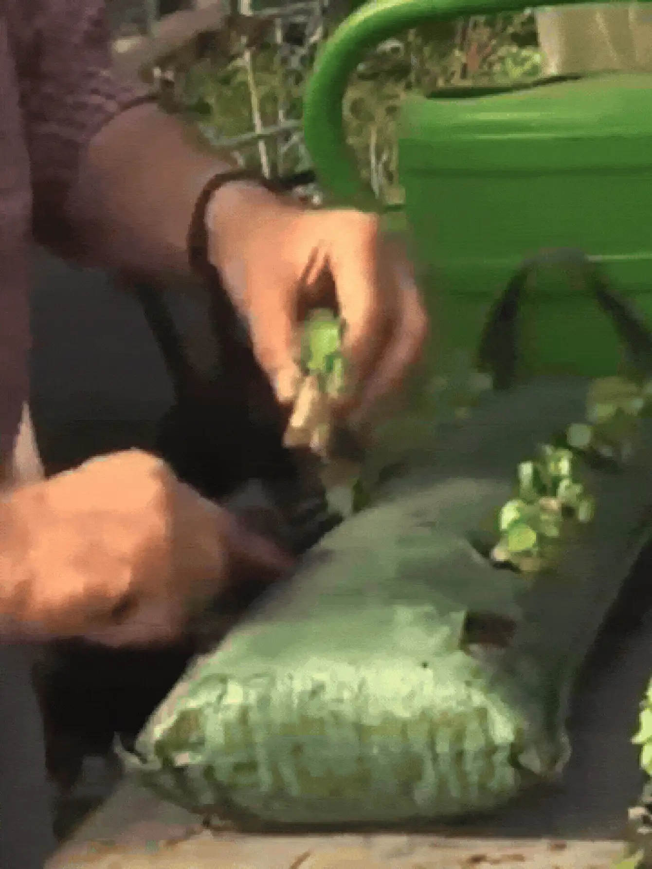 8口袋悬挂式草莓种植袋，垂直壁挂式花卉种植袋，透气防水可重复使用种植袋，适用于阳台和花园，也适用于水果、蔬菜和花卉。 - 款式1 - 查看 3