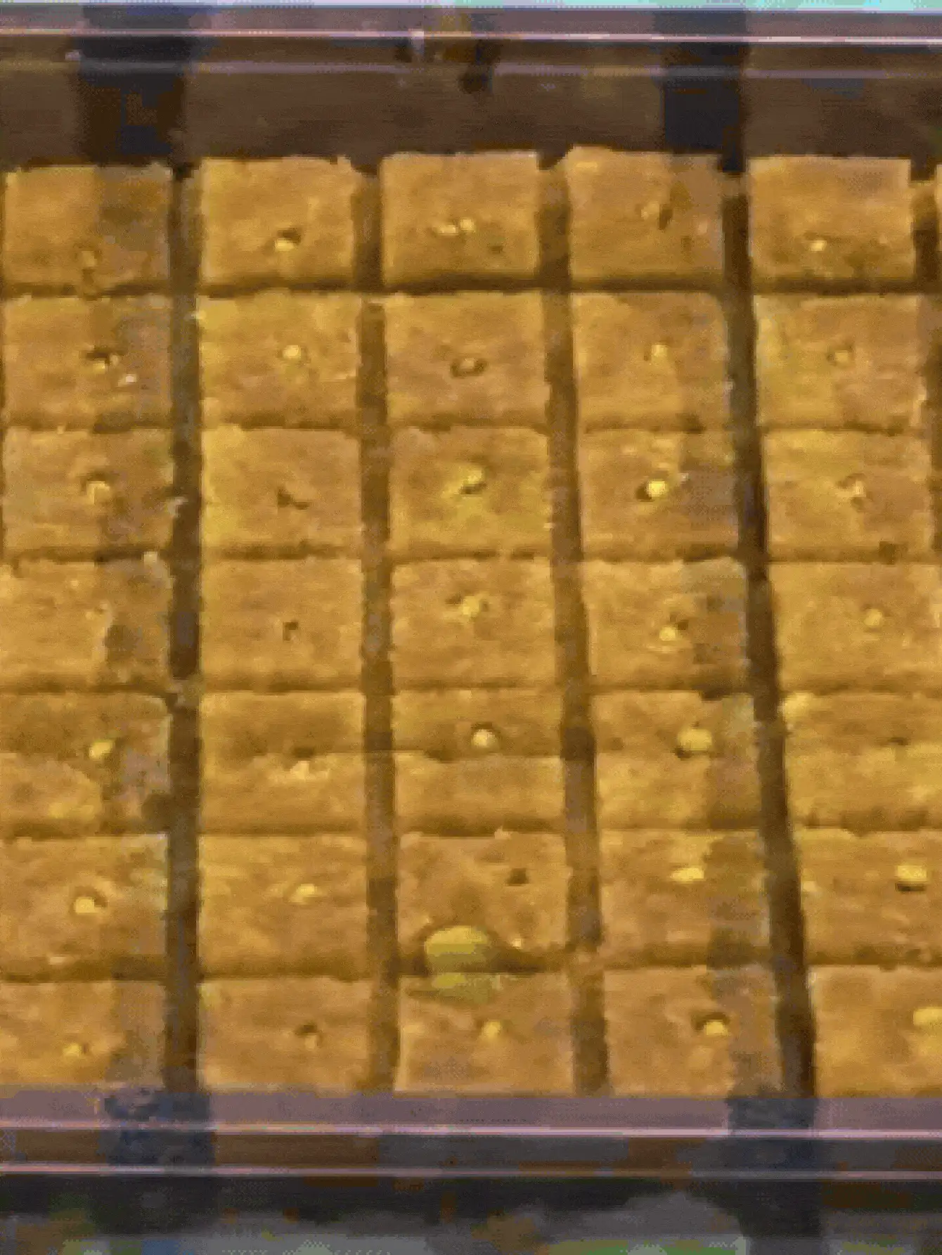 节省空间的育苗块，防止移植休克；专业水培种植套装；轻质岩棉育苗块；垂直种植系统；园艺用品 - 高效率育苗塊 - 查看 3