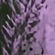 الأرجواني