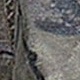 الأسود