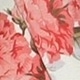 彩色