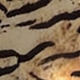متعدد الألوان