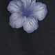 الأسود