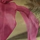 روز أحمر