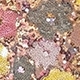 Multicolor