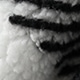 Black and White