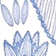 Blue and White