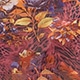 紅木色