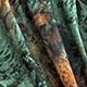 0.霧綠