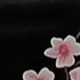 彩色
