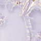 Lilac Purple