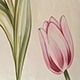 Pale Yellow