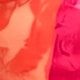 Rosa Fucsia
