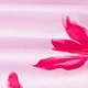 Hồng
