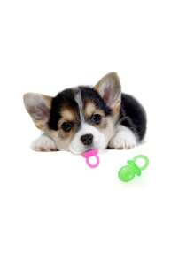 PETSIN Juguete para perro lindo en forma de chupete transparente de TPR